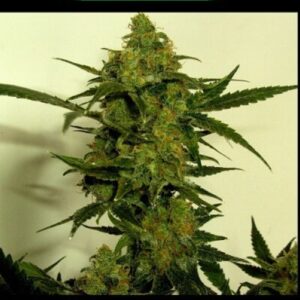 Buy online Marijuana Seeds Nightwalker auto flower