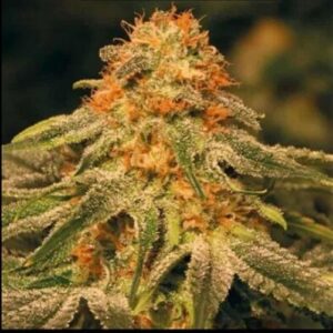 Buy online Marijuana Seeds Orange Bud autoflower