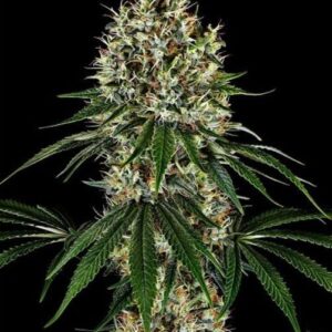 K2 feminized cannabis seeds