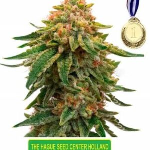 Orange Bud feminized cannabis seeds